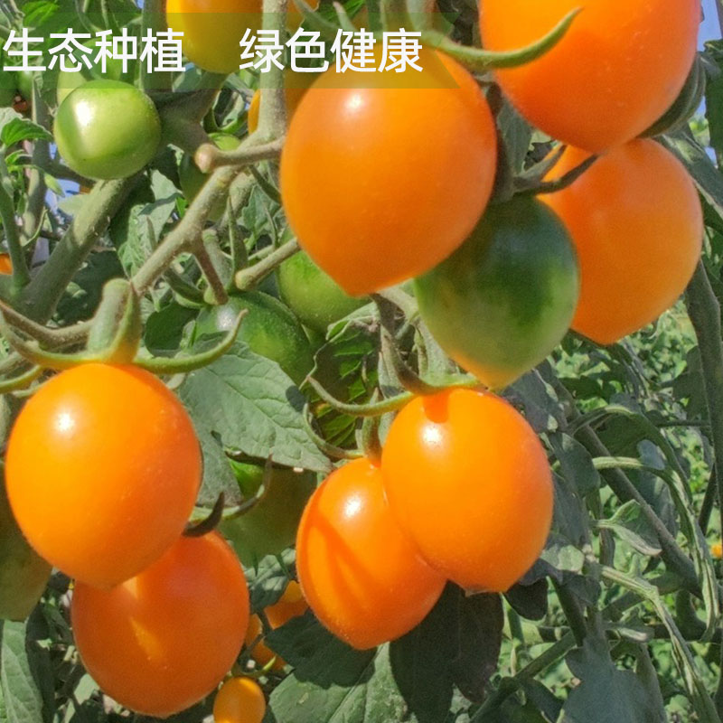 新鲜红黄圣女果两色小番茄小西红柿沙拉西餐摆盘食材孕妇即食水果,淘宝优惠券,粉丝福利购,淘宝优惠卷