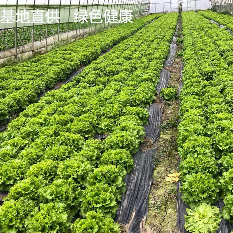 罗莎绿新鲜绿毛生菜绿珊瑚散叶清洗即食蔬菜轻食沙拉菜西餐厅食材,淘宝优惠券,粉丝福利购,淘宝优惠卷