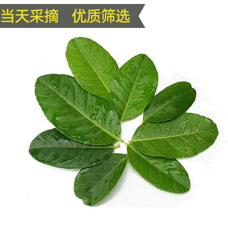新鲜柠檬叶香水柠檬纯叶子鱼生切丝饮品配料泰国冬阴功汤调味食材,淘宝优惠券,粉丝福利购,淘宝优惠卷
