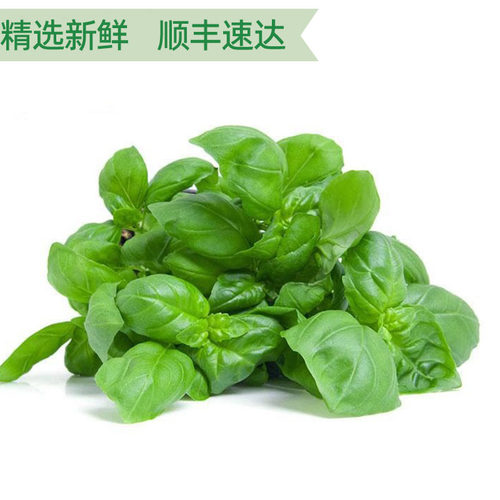 新鲜甜罗勒叶臭苏披萨草可食用西餐调味增香蔬菜青酱材料非九层塔 - 图1