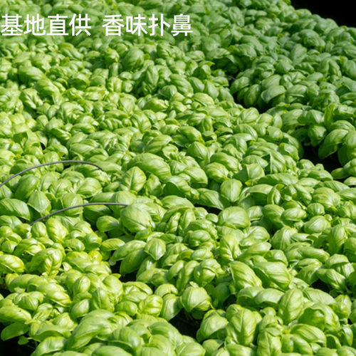 新鲜甜罗勒叶臭苏披萨草可食用西餐调味增香蔬菜青酱材料非九层塔 - 图2