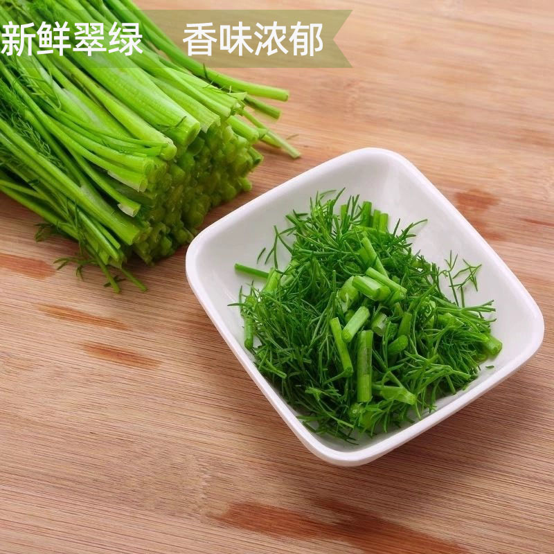 新鲜茴香苗带根农家小茴香菜苗饺子包子煎饼馅料餐厅摆盘蔬菜味浓 - 图2