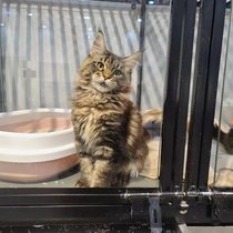 The Burmese brother of the