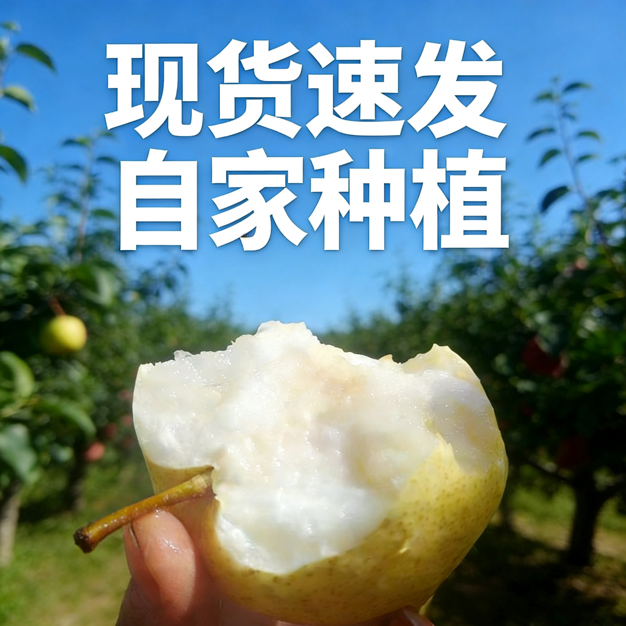 山西贡梨新鲜当季酥脆多汁皮薄高山冰糖蜜梨 5斤10斤整箱水果包邮,淘宝优惠券,粉丝福利购,淘宝优惠卷