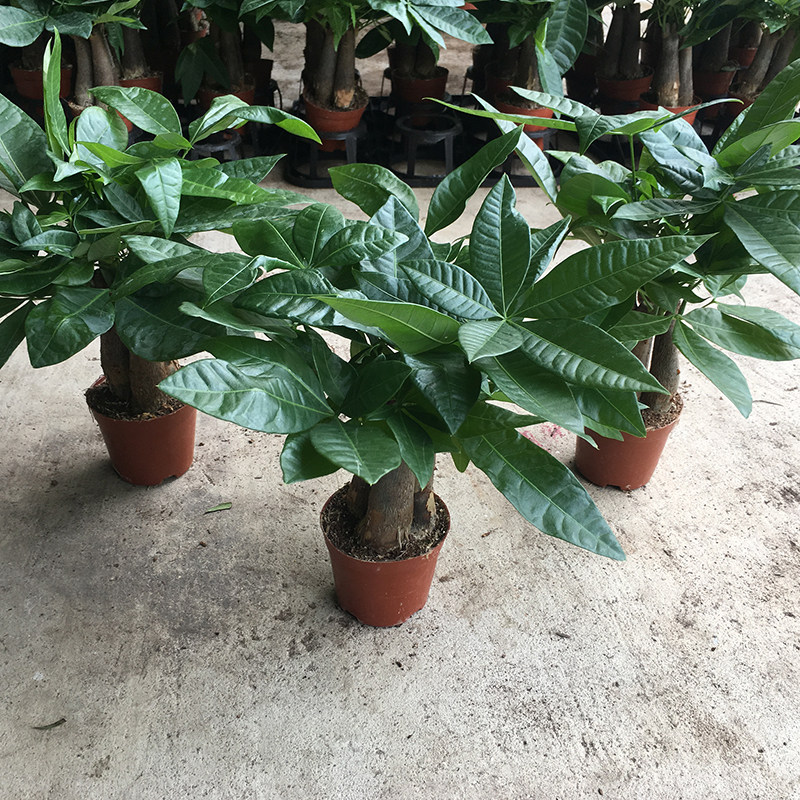 发财树盆栽植物客厅绿植大盆景四季常青办公室好养阳台室内吸甲醇