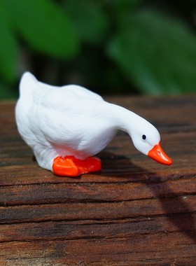 探头喝水鸭子庭院鱼缸鸭鸭