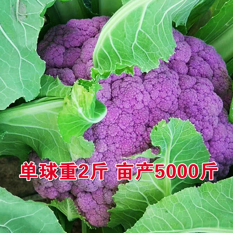 紫色花椰菜种子紫花菜种籽紫色菜花西蓝花露天基地春秋种蔬菜种籽