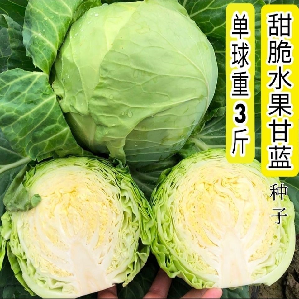 生吃甜脆水果甘蓝种子包菜种籽秋播南方蔬菜大全青菜种孑大头菜 - 图0