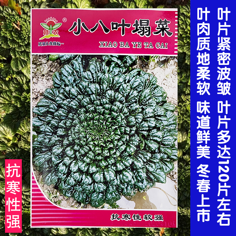 乌塌菜种子小八叶塌菜矮棵黑叶青菜菊花菜耐寒菜籽秋冬播蔬菜种子