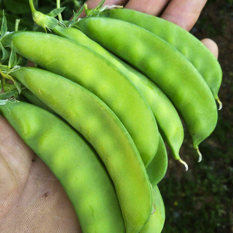 荷兰豆种子 德利大荚型好种高产春秋菜豆青豆籽四季荚豌豆 金种子农资一元批发 荷兰豆种子 德利大荚型好种高产春秋菜豆青豆籽四季荚豌豆 金种子农资一元批发