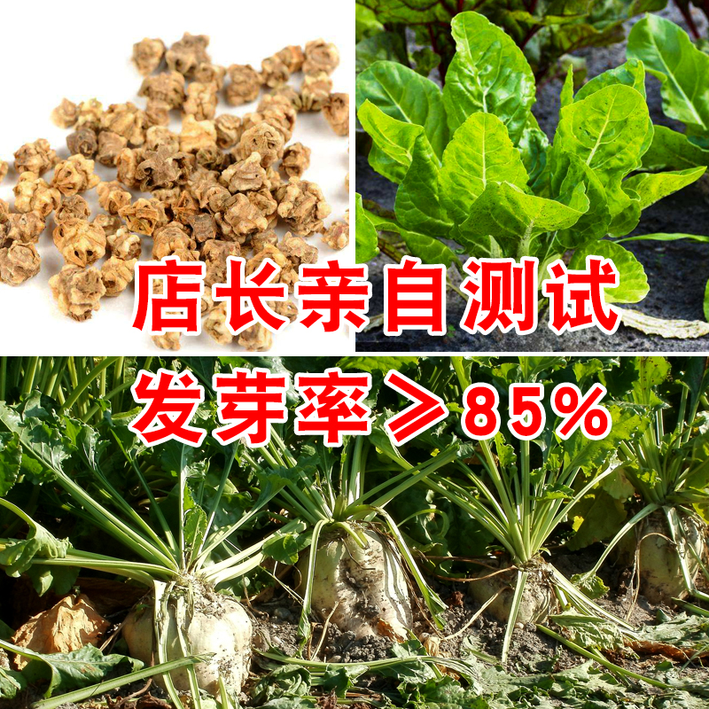 甜菜头甜王一号糖菜高产抗病庭院阳台盆栽蔬菜种子春季秋季甜菜籽