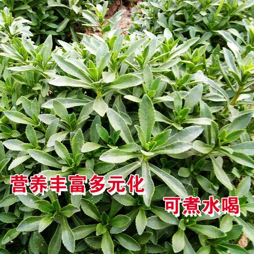养心菜救心菜种子救心草高钙菜景天三七费菜种苗种子四季盆栽菜叶 - 图3