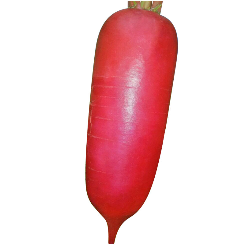 特长冈水萝卜种子 红皮白肉水萝卜 泡菜胭脂萝卜 口感清脆易种植,淘宝优惠券,粉丝福利购,淘宝优惠卷