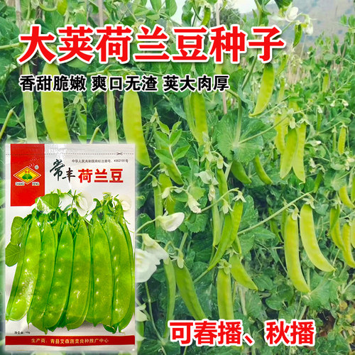 【荷兰豆种子】大荚型 好种 高产春秋菜豆青豆籽四季荚豌豆春季播 - 图0