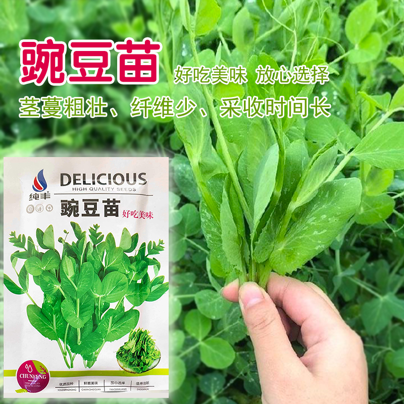 四川豌豆尖种子无须豌豆苗豌豆颠荷兰豆芽苗菜秋冬季田园蔬菜种籽