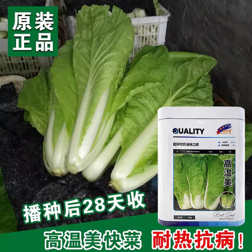 春夏高温耐热快菜28天速生白菜蔬菜种子四季播种菜籽快速收获 - 图2