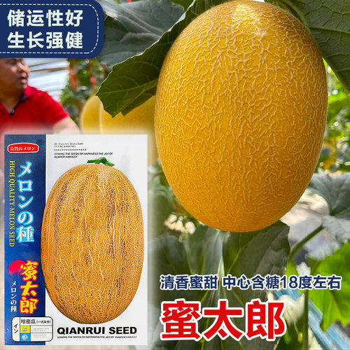 大果黄皮哈密瓜种籽孑甜瓜种籽正品新疆哈蜜瓜种子种籽南方春四季 - 图1