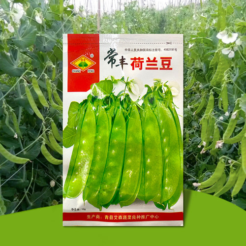 【荷兰豆种子】大荚型 好种 高产春秋菜豆青豆籽四季荚豌豆春季播 - 图3