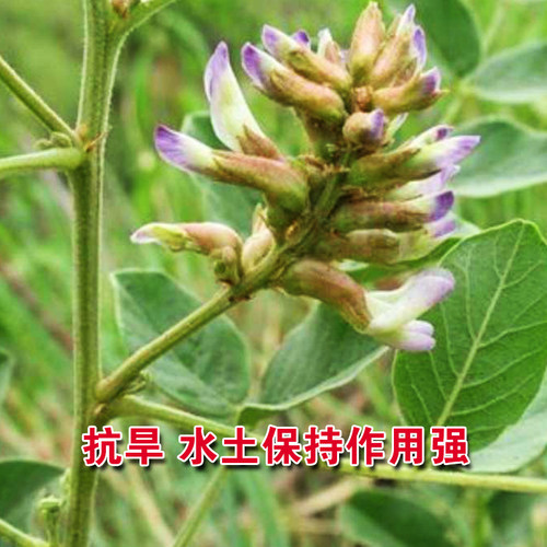 甘草种子 中草药材种子 甜草 耐热耐寒耐瘠薄 四季播 易种 盆栽 - 图2