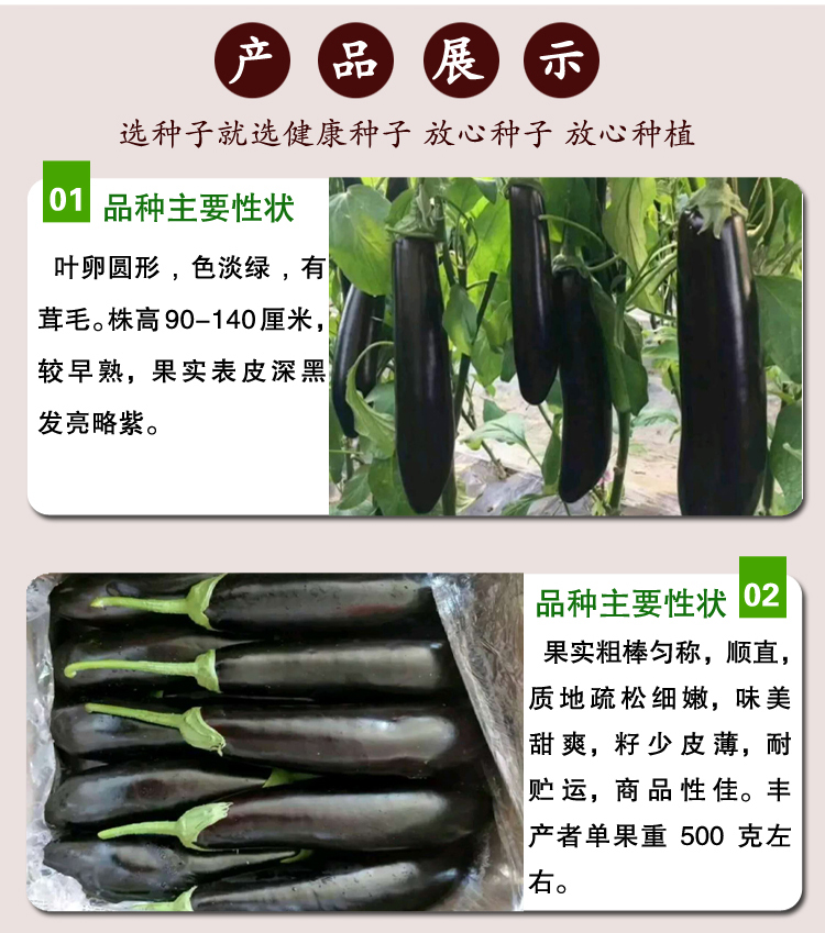 【紫墨长茄种子】黑贵人茄子瓜果蔬菜种子四季播种盆栽紫墨长茄籽-图1
