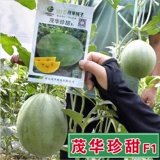 Японские семена сладкого арбуза, зеленая кожа, желтая мякоть, ранние спелые фруктовые семена, желтая мякоть, подарочный арбуз, четыре сезона