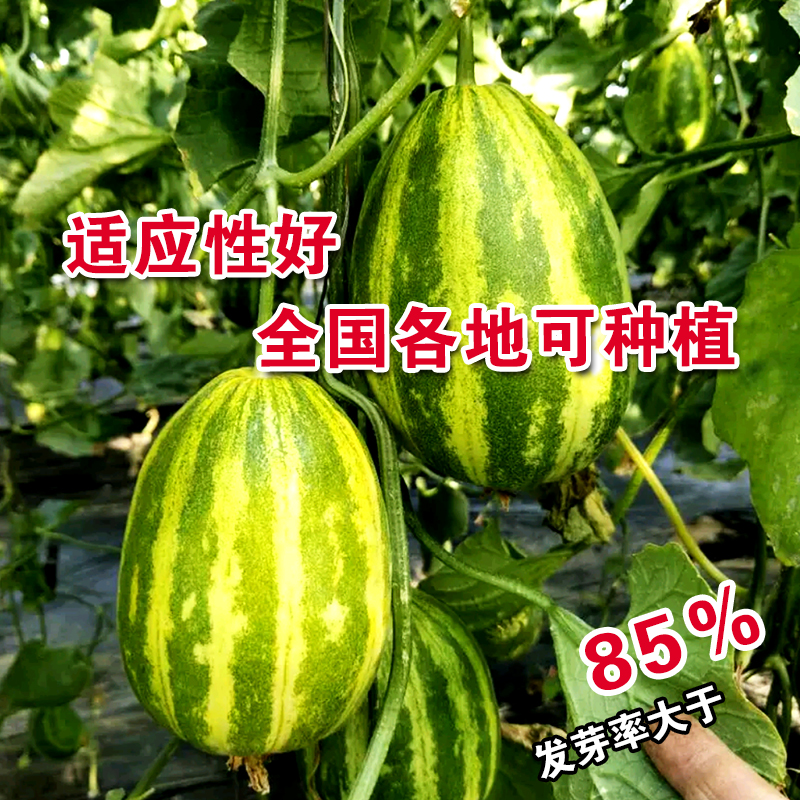 蜜宝十八里香甜瓜种子面瓜种子早熟大果懒汉型甜瓜阳台盆栽小菜园