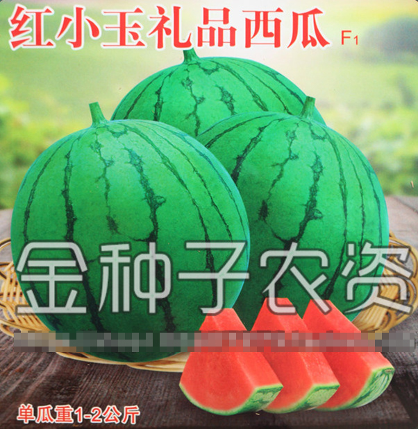 巨型西瓜种子 特大懒汉西瓜种子 高糖礼品西瓜四季水果种子超甜 - 图2