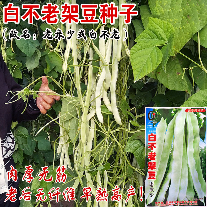 九粒白不老来少芸豆架豆种子豆角四季菜豆春季秋冬农家蔬菜种孑籽 - 图1