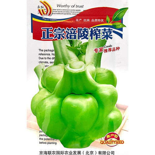 特大榨菜种子涪陵榨菜叶用茎用芥菜种子疙瘩菜耐寒耐抽薹蔬菜种子 - 图0