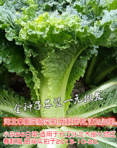 传统老品种快菜北京小杂56黄心花大白菜种子小型快菜耐热耐湿抗病 - 图1