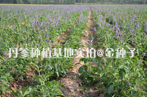 中药材种子丹参种子赤参紫丹参红根药用种子中草药种子-图2