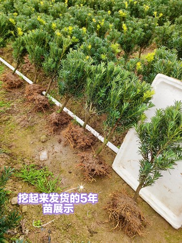 菊花芽罗汉松树苗，盆栽绿植造型庭院阳台盆景适用。 - 图2