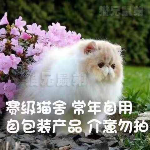 猫癣奶癣喷剂外用药幼猫咪狗狗皮炎真菌宠物皮肤病专用药奶康康猫 - 图2