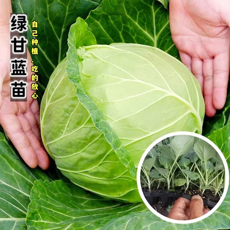 绿甘蓝苗紫甘蓝包菜秧苗卷心菜大头牛心菜种春秋季盆栽高产蔬菜苗 - 图1