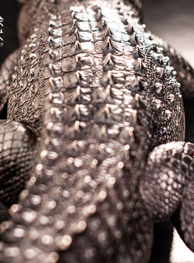 观余艺术纯青铜鳄鱼雕塑办公室书房客厅玄关创意家居饰品摆件大鳄