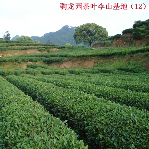 蕲春驹龙园茶叶  200g袋装毛峰茶  李时珍故里特产  天然生态绿茶 - 图2