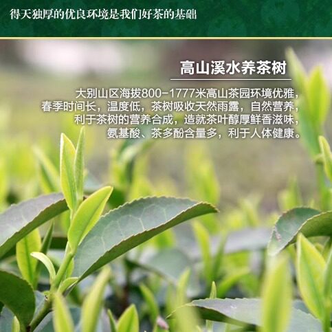 蕲春驹龙园茶叶  200g袋装毛峰茶  李时珍故里特产  天然生态绿茶 - 图0