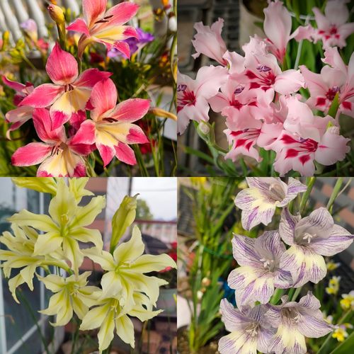 【原生剑兰】唐菖蒲秋植种球根春花盆栽阳台楼顶花卉绿植 - 图3