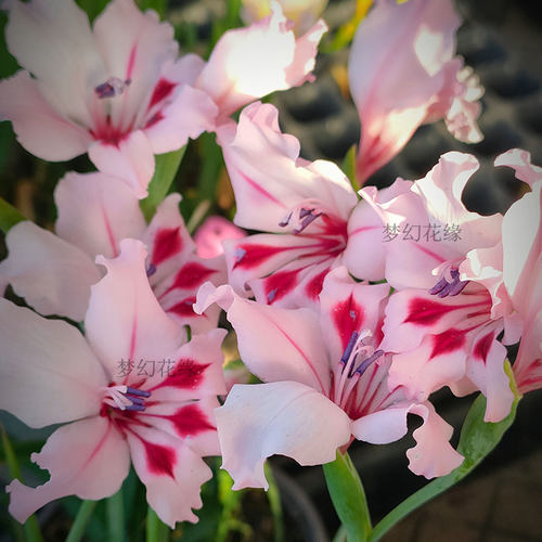 【原生剑兰】唐菖蒲秋植种球根春花盆栽阳台楼顶花卉绿植 - 图1