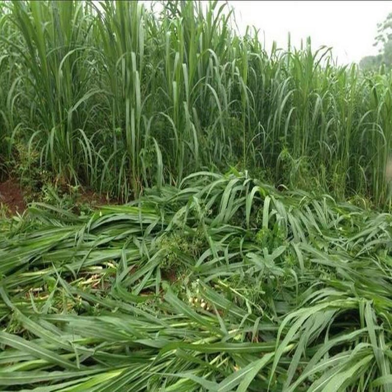 无毛台湾甜象3号草种 新型甜象草种苗种节牧草高产田像草籽种子三 - 图0