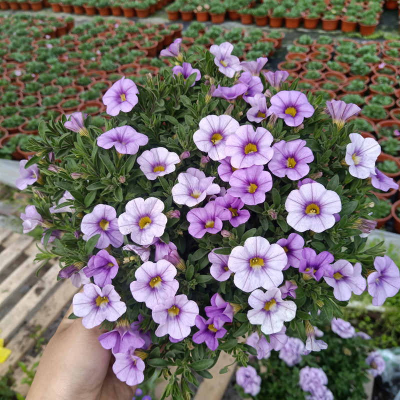 矮牵牛花苗盆栽植物阳台庭院花卉垂吊牵牛花舞春花百万小玲-图2