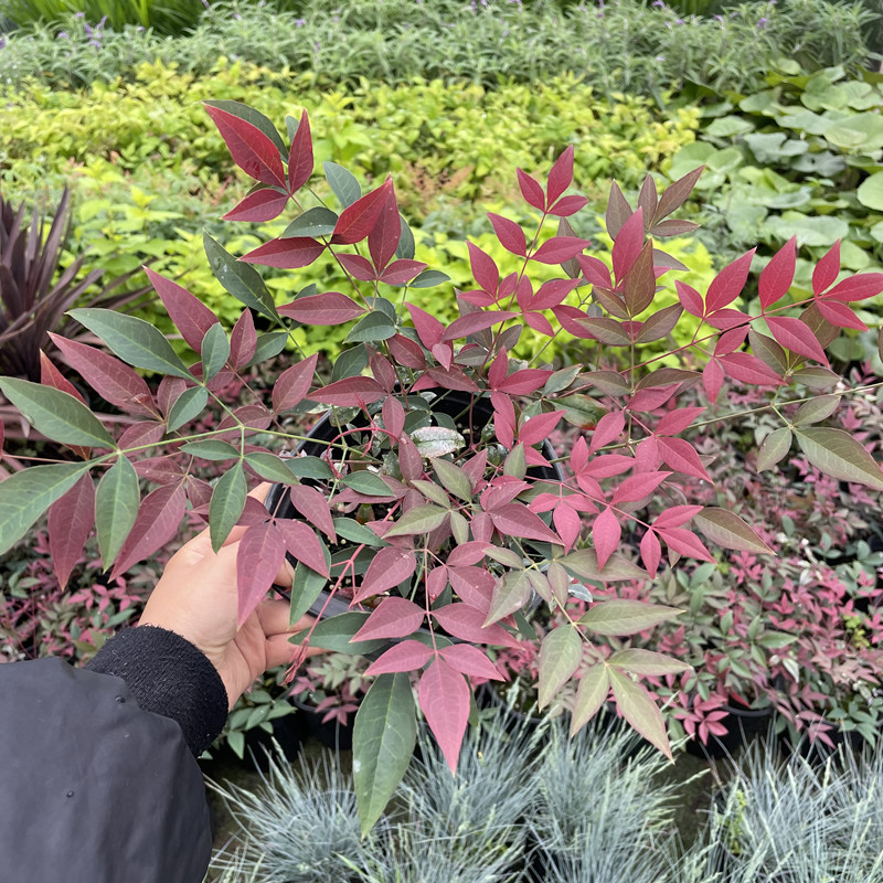 进口湾流南天竹盆栽红宝石南天竹庭院花镜植物多年生耐寒好养-图0