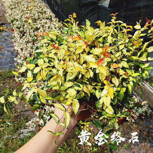 黄金络石 花叶络石盆栽 吊兰四季垂吊耐热耐寒庭院绿植花卉包邮 - 图3
