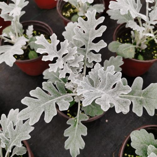 银叶菊盆栽银叶植物花镜组合搭配盆栽耐寒庭院阳台观叶多年生植物 - 图1