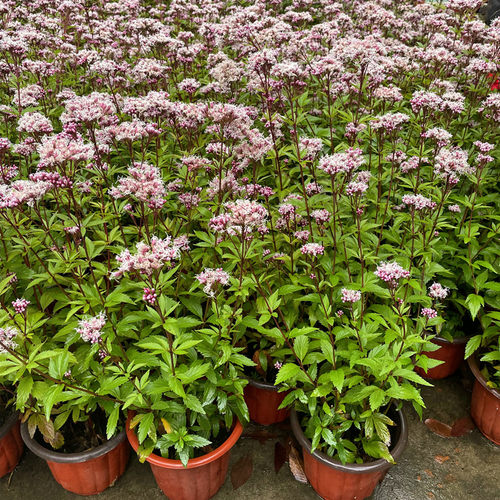 大麻叶泽兰盆栽 佩兰芳香花镜植物 庭院阳台多年生宿根植物耐寒 - 图3