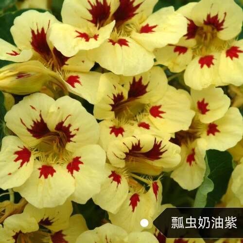旱金莲盆栽  垂吊爬藤植物 旱荷花 耐寒耐热 好养耐半阴 - 图3