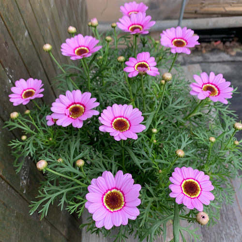玛格丽特花苗盆栽阳台庭院花卉多年生植物雏菊盆栽带花发货包邮 - 图2