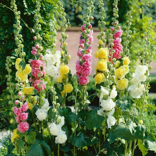 重瓣蜀葵盆栽查特 多年生 室内阳台露台庭院花卉易爆花 - 图0