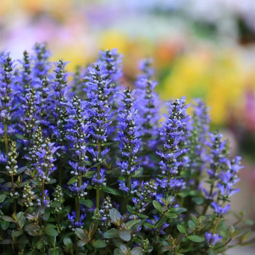 姬十二筋骨草盆栽 日本山野草 耐阴常绿多年生地被植物 耐热耐寒 - 图3