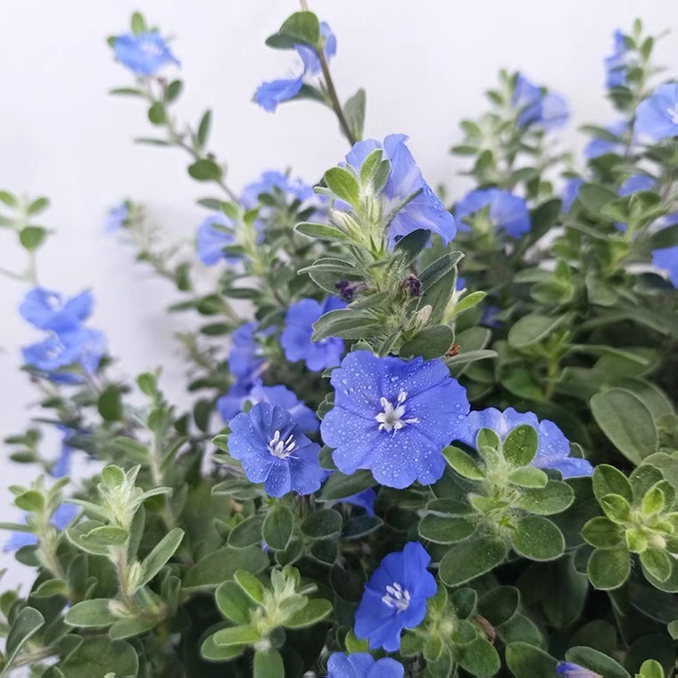 蓝星花盆栽带花苞阳台庭院花园耐热花期长吊兰花卉垂吊好养植物-图2